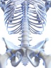 Columna lumbar en esqueleto humano, ilustración digital . - foto de stock