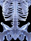 Columna lumbar en esqueleto humano, ilustración digital . - foto de stock