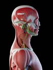 Männliche Anatomie von Kopf, Hals und Rücken mit Muskulatur, Computerillustration. — Stockfoto