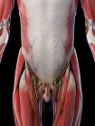 Anatomía y musculatura de la parte inferior del cuerpo masculino, ilustración por computadora . - foto de stock