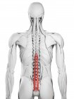 Anatomie masculine montrant le muscle Multifidus, illustration d'ordinateur . — Photo de stock