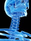 Anatomía de huesos del cuello del esqueleto humano, ilustración por computadora . - foto de stock