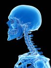 Anatomie du squelette humain os du cou, illustration par ordinateur . — Photo de stock