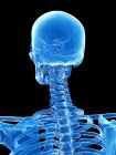 Anatomia delle ossa del collo dello scheletro umano, illustrazione al computer . — Foto stock