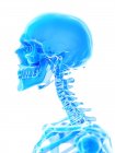 Анатомія кісток шиї людини, комп'ютерна ілюстрація . — стокове фото