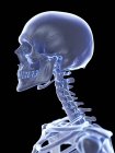 Anatomia do esqueleto humano ossos do pescoço, ilustração do computador . — Fotografia de Stock