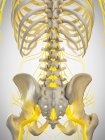 Нервы спины человека, компьютерная иллюстрация . — стоковое фото