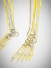 Нервы человеческих ног, компьютерная иллюстрация . — стоковое фото
