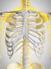 Nerfs du thorax humain, illustration par ordinateur . — Photo de stock