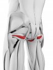 Мужская анатомия, показывающая внутреннюю мышцу Обтуратора, компьютерная иллюстрация . — стоковое фото