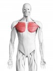 Мужская анатомия, показывающая грудные мышцы, компьютерная иллюстрация . — стоковое фото