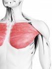 Мужская анатомия, показывающая грудные мышцы, компьютерная иллюстрация . — стоковое фото