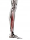 Мужская анатомия, показывающая Перонеус длинная мышца, компьютерная иллюстрация . — стоковое фото