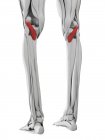 Мужская анатомия, показывающая мышцы Popliteus, компьютерная иллюстрация . — стоковое фото