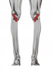 Anatomía masculina que muestra el músculo Popliteus, ilustración por computadora . - foto de stock