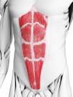 Anatomia maschile che mostra muscolo Rectus addominis, illustrazione al computer . — Foto stock