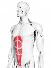 Male anatomy showing Rectus abdominis muscle, computer illustration. — Stock Photo
