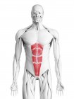 Anatomía masculina que muestra el músculo recto abdominal, ilustración por computadora . - foto de stock