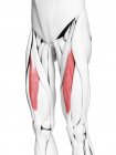 Anatomía masculina que muestra músculo recto femoral, ilustración por computadora . - foto de stock