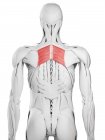 Anatomia masculina mostrando músculo romboide maior, ilustração computacional . — Fotografia de Stock