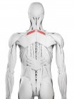 Anatomia maschile che mostra il muscolo minore romboide, illustrazione al computer . — Foto stock