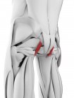Cuerpo masculino con ligamentos Sacrotuberosos de colores, ilustración por ordenador . - foto de stock