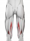 Чоловіча анатомія, що показує м'яз семімембранозу, комп'ютерна ілюстрація . — стокове фото