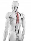 Anatomie masculine montrant le muscle thoracique Semispinalis, illustration informatique . — Photo de stock