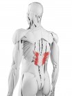Anatomía masculina que muestra el músculo inferior posterior de Serratus, ilustración por computadora . - foto de stock