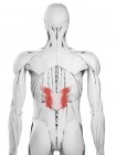 Männliche Anatomie mit Serratus posterior inferior Muskel, Computerillustration. — Stockfoto