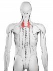 Männliche Anatomie mit Serratus posterior superior Muskel, Computerillustration. — Stockfoto