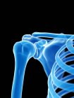 Scheletro umano con articolazione della spalla, illustrazione digitale . — Foto stock