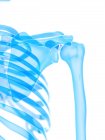 Squelette humain avec articulation de l'épaule, illustration numérique . — Photo de stock