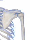 Людський скелет з плечовим суглобом, цифрова ілюстрація . — стокове фото