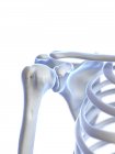 Scheletro umano con articolazione della spalla, illustrazione digitale . — Foto stock