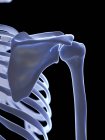 Squelette humain avec articulation de l'épaule, illustration numérique . — Photo de stock