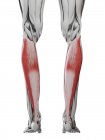 Anatomie masculine montrant le muscle Soleus, illustration informatique . — Photo de stock