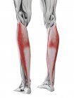 Anatomía masculina que muestra músculo único, ilustración por computadora . - foto de stock