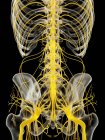Esqueleto humano com medula espinhal, ilustração computacional . — Fotografia de Stock