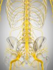 Scheletro umano con midollo spinale, illustrazione al computer . — Foto stock