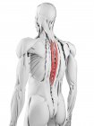 Anatomie masculine montrant Spinalis thoracis muscle, illustration par ordinateur . — Photo de stock