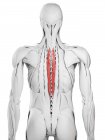 Anatomía masculina que muestra el músculo espinal torácico, ilustración por computadora . - foto de stock