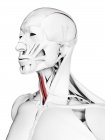 Visible sternohyoid, muscle in male body, digital illustration. — Stock Photo