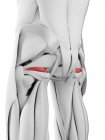 Мужская анатомия, показывающая верхнюю гемеллевую мышцу, компьютерная иллюстрация . — стоковое фото
