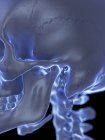 Crâne humain avec articulation temporomandibulaire, illustration par ordinateur . — Photo de stock