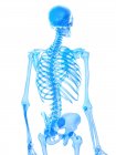 Анатомия костей грудной клетки человека, компьютерная иллюстрация . — стоковое фото