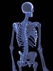 Анатомія кісток грудної клітини людини, комп'ютерна ілюстрація . — стокове фото