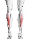 Anatomía masculina que muestra el músculo anterior de Tibialis, ilustración por computadora . - foto de stock
