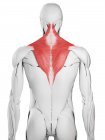 Anatomia maschile che mostra il muscolo Trapezio, illustrazione al computer . — Foto stock