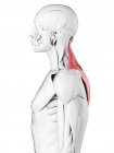 Anatomía masculina que muestra músculo Trapezius, ilustración por computadora . - foto de stock